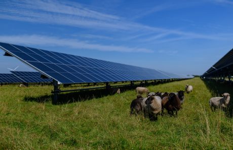 Sheeps,Standing,Next,To,A,Field,Of,Solar,Panels,An